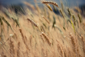 Agricultural Science